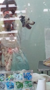 爪切り