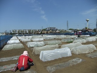 立川市市民農園　4月末