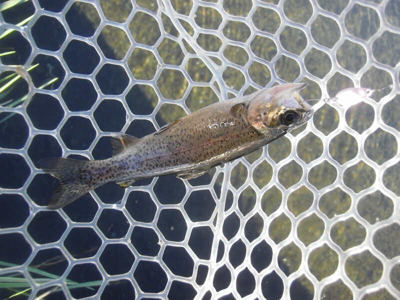片品川国際鱒釣場さんに釣行しました　釣果は3時間50分で102匹でした