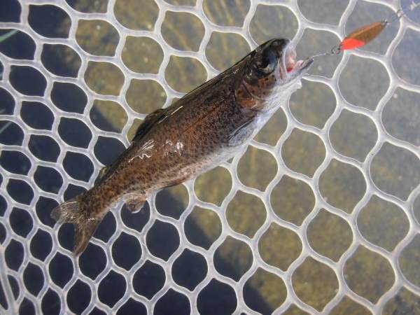 片品川国際鱒釣場さんに釣行しました　釣果は3時間50分で102匹でした