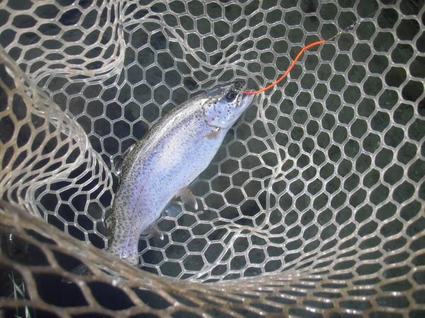 片品川国際鱒釣場さんに釣行しました　釣果は3時間30分で73匹でした