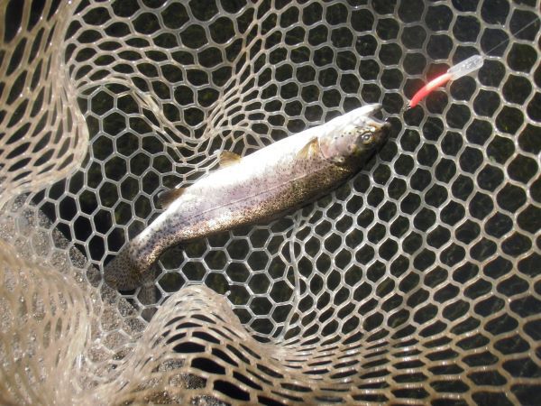 片品川国際鱒釣場さんに釣行しました　釣果は４時間で９４匹でした