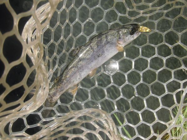 片品川国際鱒釣場さんに釣行しました　釣果は４時間で９４匹でした