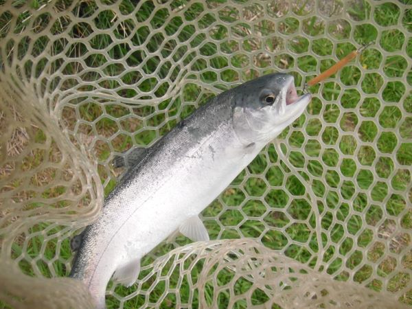 片品川国際鱒釣場さんに釣行しました　釣果は４時間で82匹でした