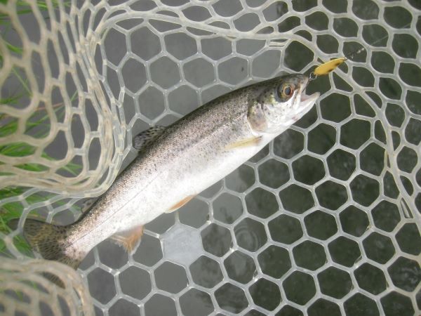 片品川国際鱒釣場さんに釣行しました　釣果は４時間で82匹でした