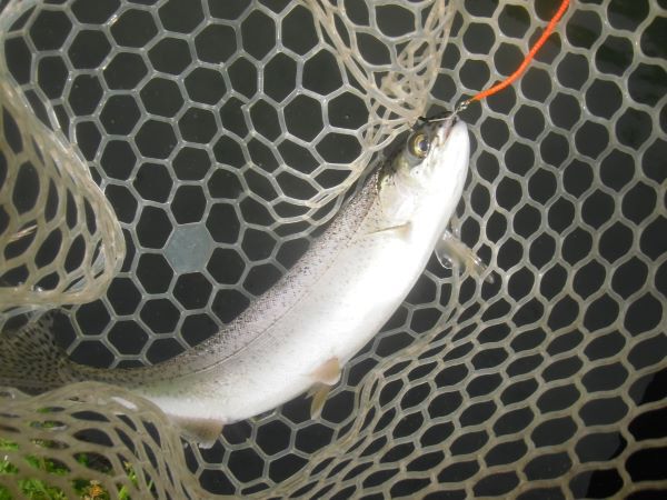 片品川国際鱒釣場さんに釣行しました　釣果は４時間で92匹でした