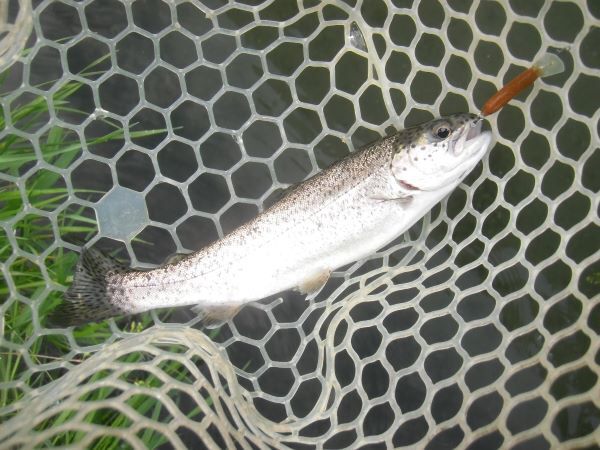 片品川国際鱒釣場さんに釣行しました　釣果は４時間で92匹でした