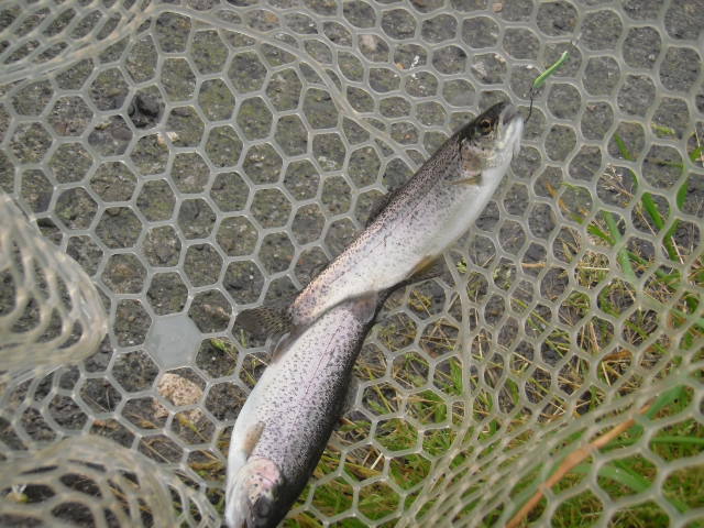 片品川国際鱒釣場さんに釣行しました　釣果は４時間で１２０匹でした　