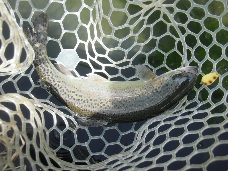 片品川国際鱒釣場さんに釣行しました　釣果は午前4時間で108匹でした
