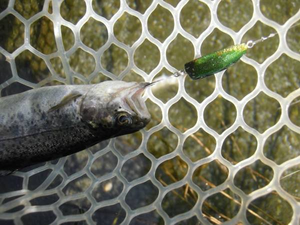 片品川国際鱒釣場さんに釣行しました　釣果は午前4時間で108匹でした