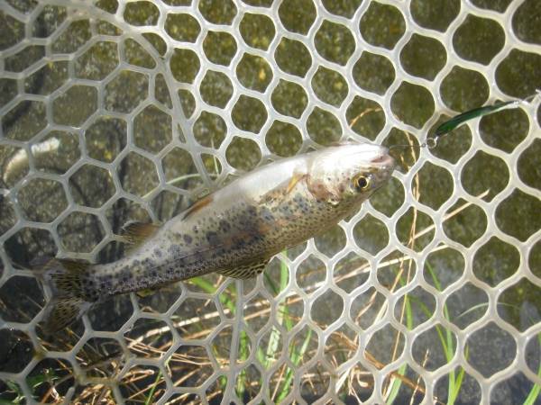 ハンドメイドの玉虫スプーンを実釣で使って見た