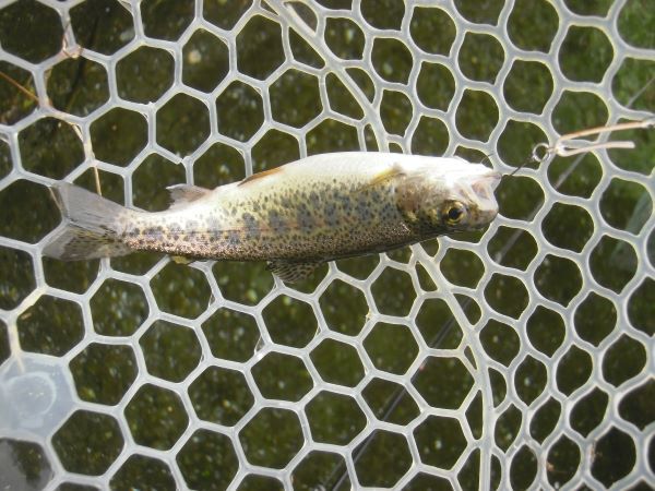 片品川国際鱒釣場さんに釣行しました　釣果は午前4時間で126匹でした