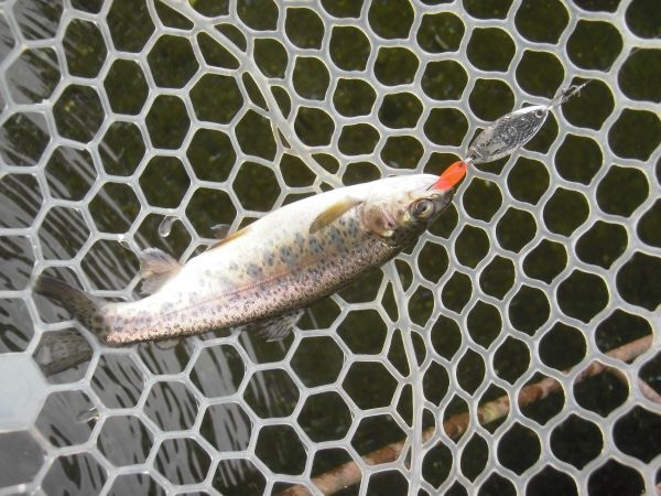 片品川国際鱒釣場さんに釣行しました　釣果は午前4時間で126匹でした