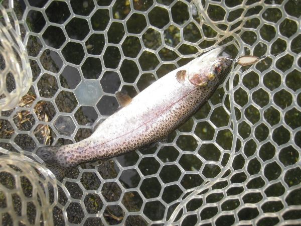 片品川国際鱒釣場さんに釣行しました　釣果は午前4時間で116匹でした