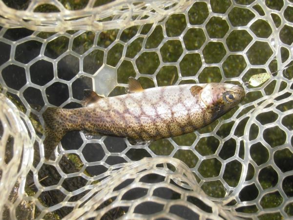 片品川国際鱒釣場さんに釣行しました　釣果は午前4時間で116匹でした