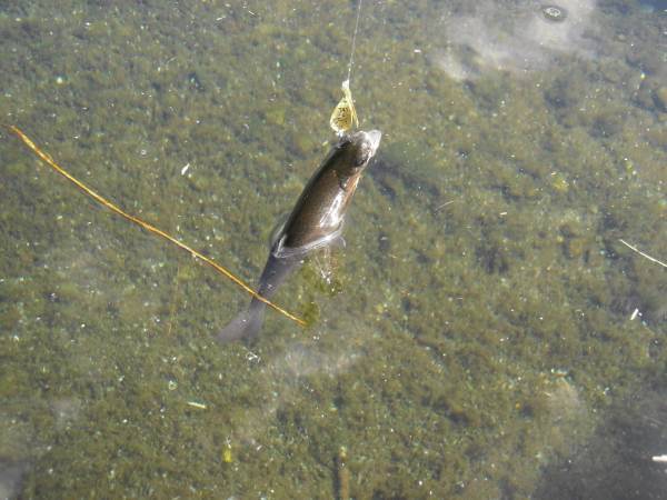 片品川国際鱒釣場さんに釣行しました　釣果は午前4時間で125匹でした
