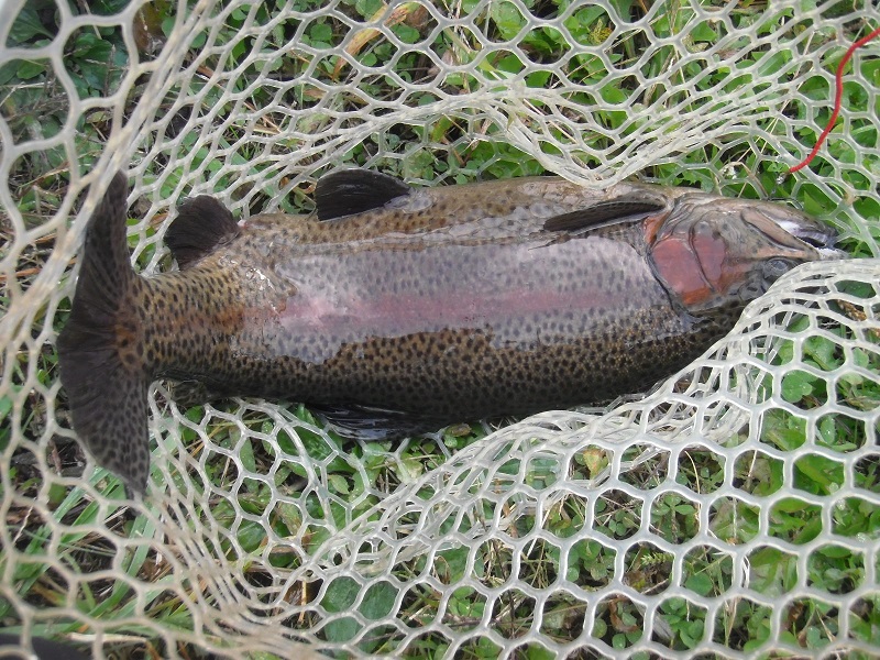 片品川国際鱒釣場さんに釣行しました　釣果は４時間で９６匹でした　