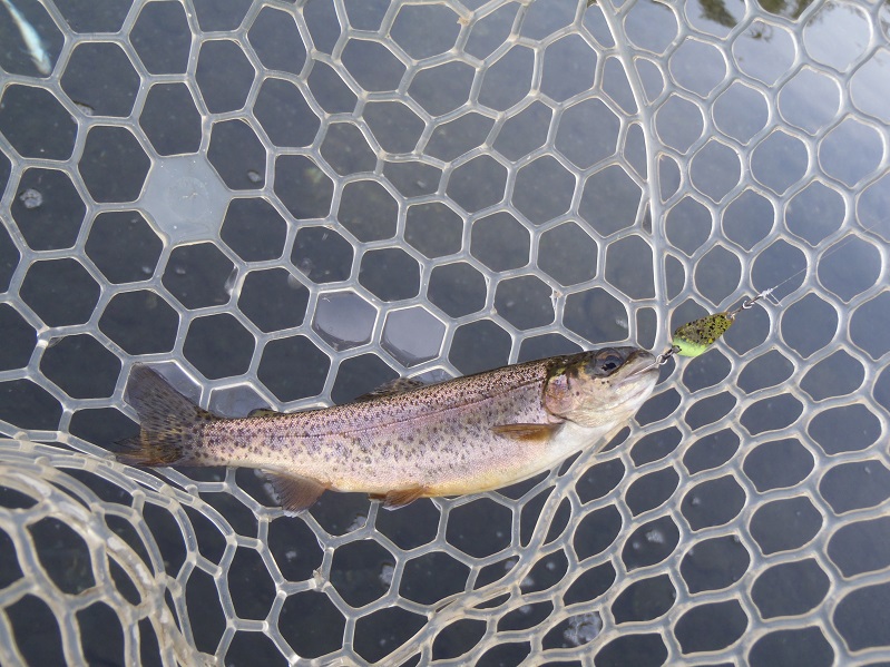 片品川国際鱒釣場さんに釣行しました　釣果は４時間で52匹でした