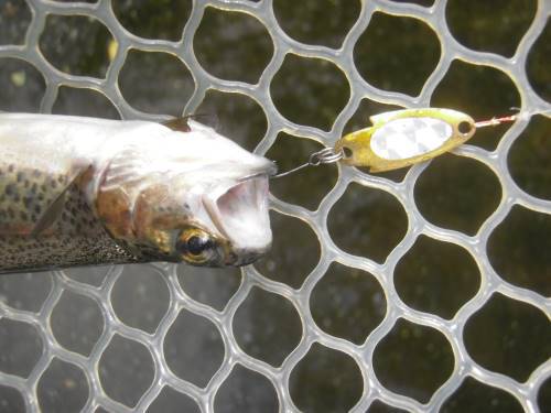 片品川国際鱒釣場さんに釣行しました　釣果は午前4時間で69匹でした