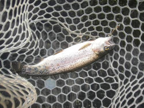 片品川国際鱒釣場さんに釣行しました　釣果は午前4時間で69匹でした