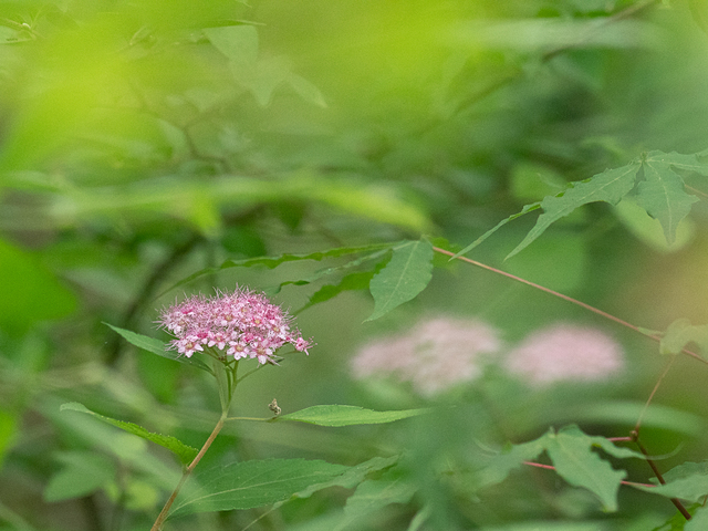 カメラレンズの望遠側でいろいろ撮影してみよう　写真講座5