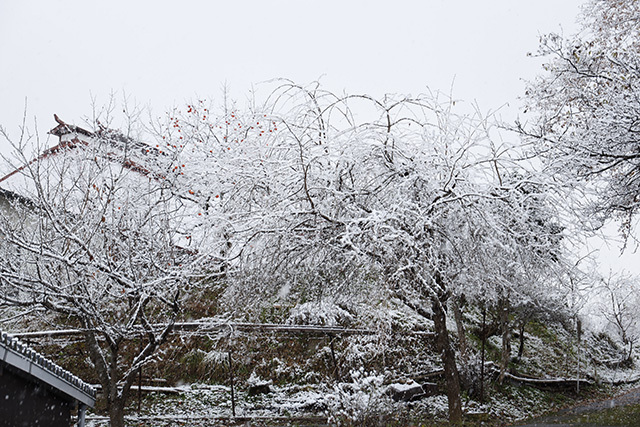 岩手県に帰省したら雪でした。