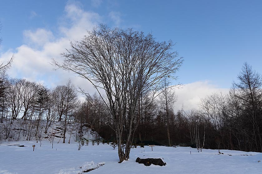 のんびりとした雪キャンプ。ホスピタリティあふれるキャンプ場。どんぐり山の一番星キャンプ場 ② 〜まったり編〜