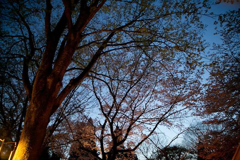 桜とブルームーンの下で。茎崎こもれび六斗の森 ② 〜夜桜編〜