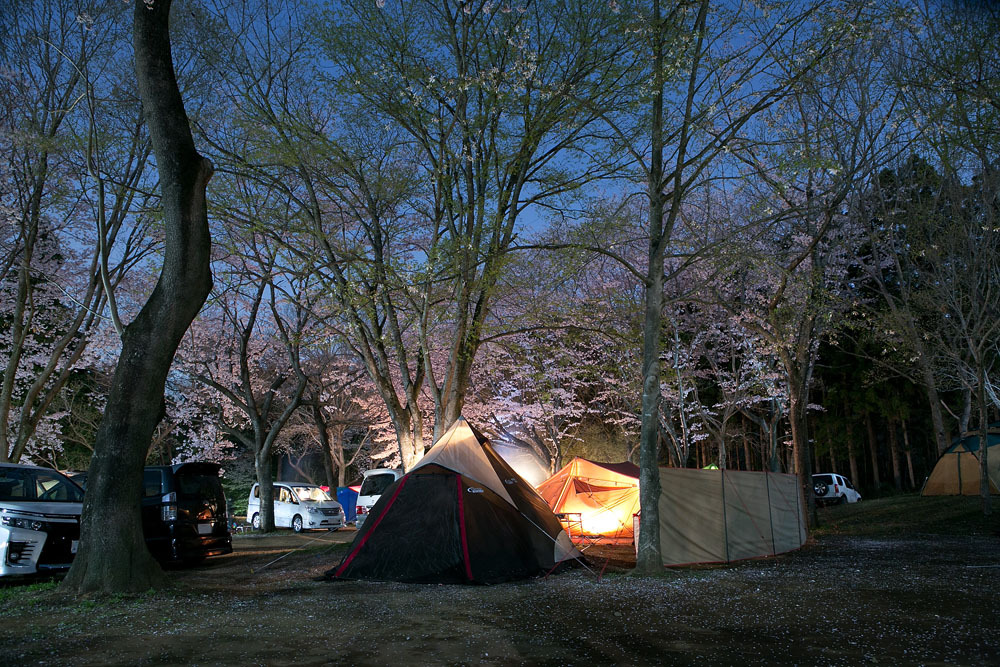 桜とブルームーンの下で。茎崎こもれび六斗の森 ② 〜夜桜編〜