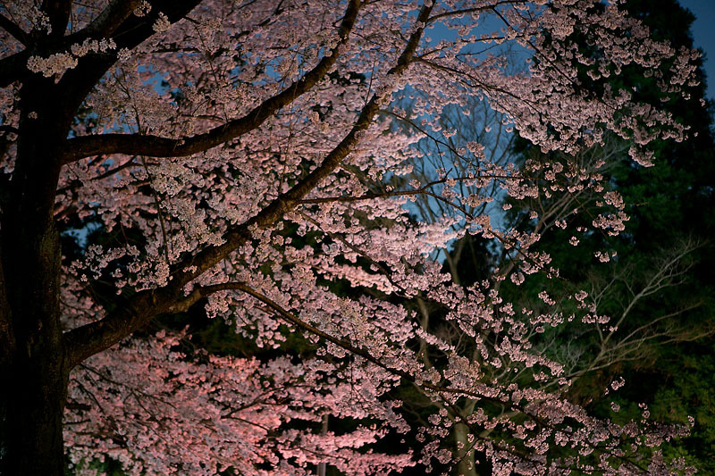 桜とブルームーンの下で。茎崎こもれび六斗の森 ② 〜夜桜編〜