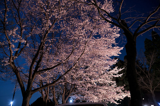 桜とブルームーンの下で。茎崎こもれび六斗の森 ② 〜夜桜編〜