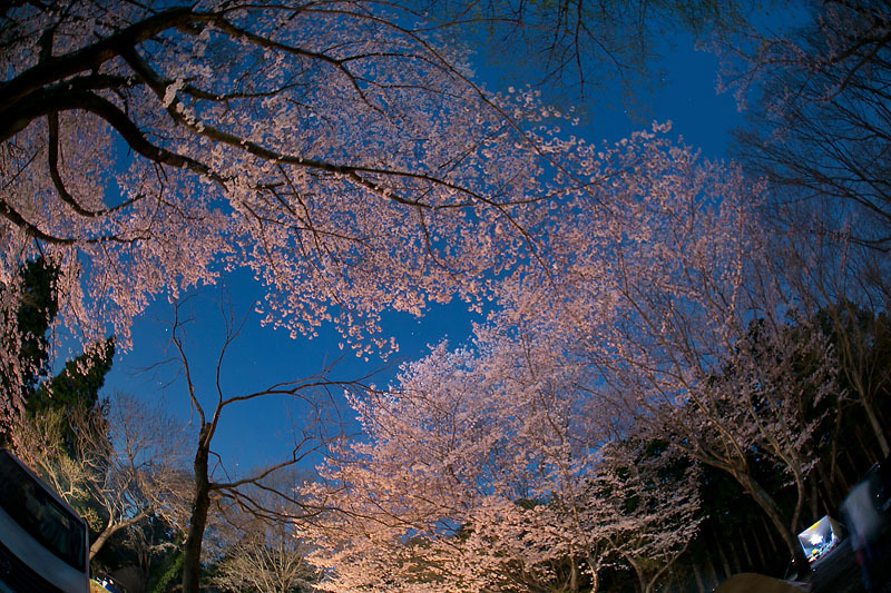 桜とブルームーンの下で。茎崎こもれび六斗の森 ② 〜夜桜編〜