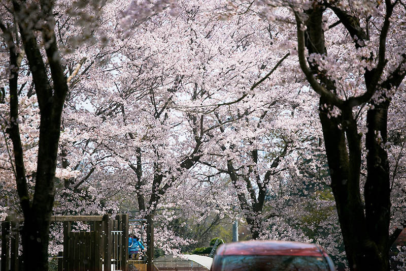 桜とブルームーンの下で。茎崎こもれび六斗の森 ② 〜夜桜編〜