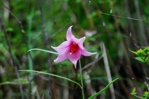 花　散歩