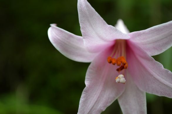 花　散歩