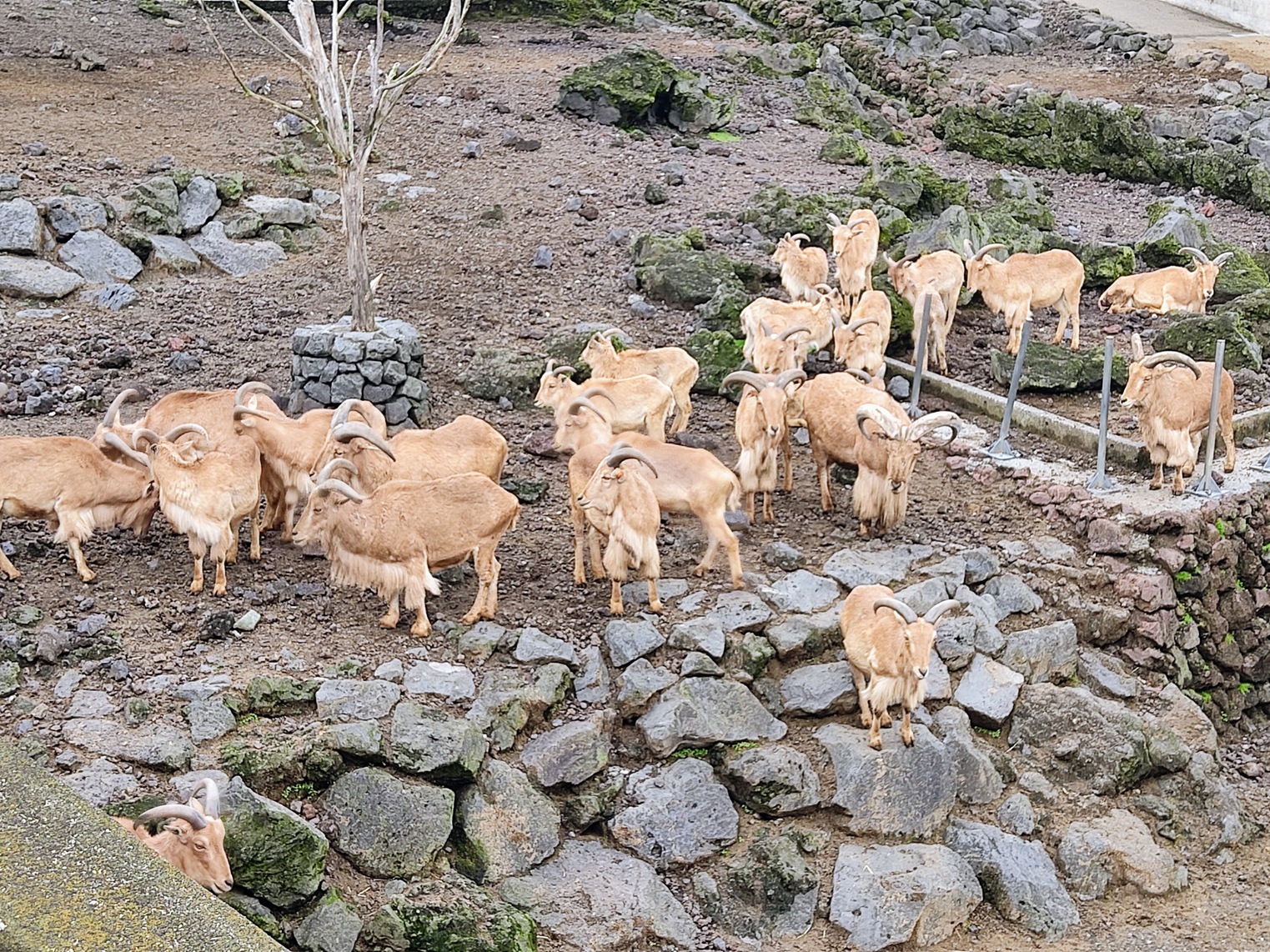 伊豆大島に行ってきました。