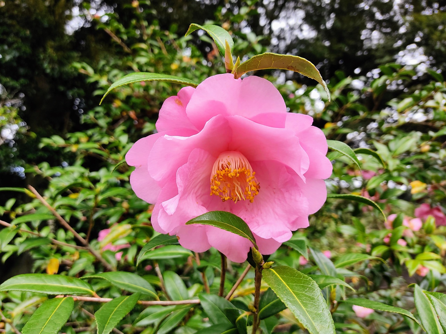 伊豆大島に行ってきました。