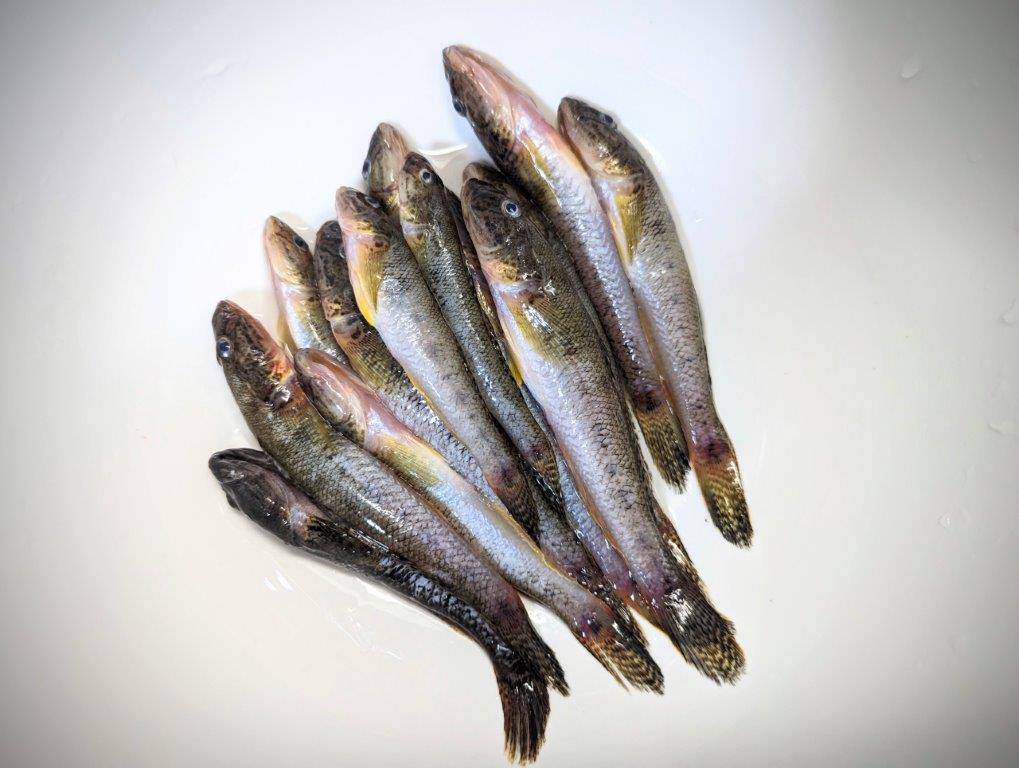 ハゼ釣り始めました。:竿に水をみせる。 新竿ダイワ「清流X」に