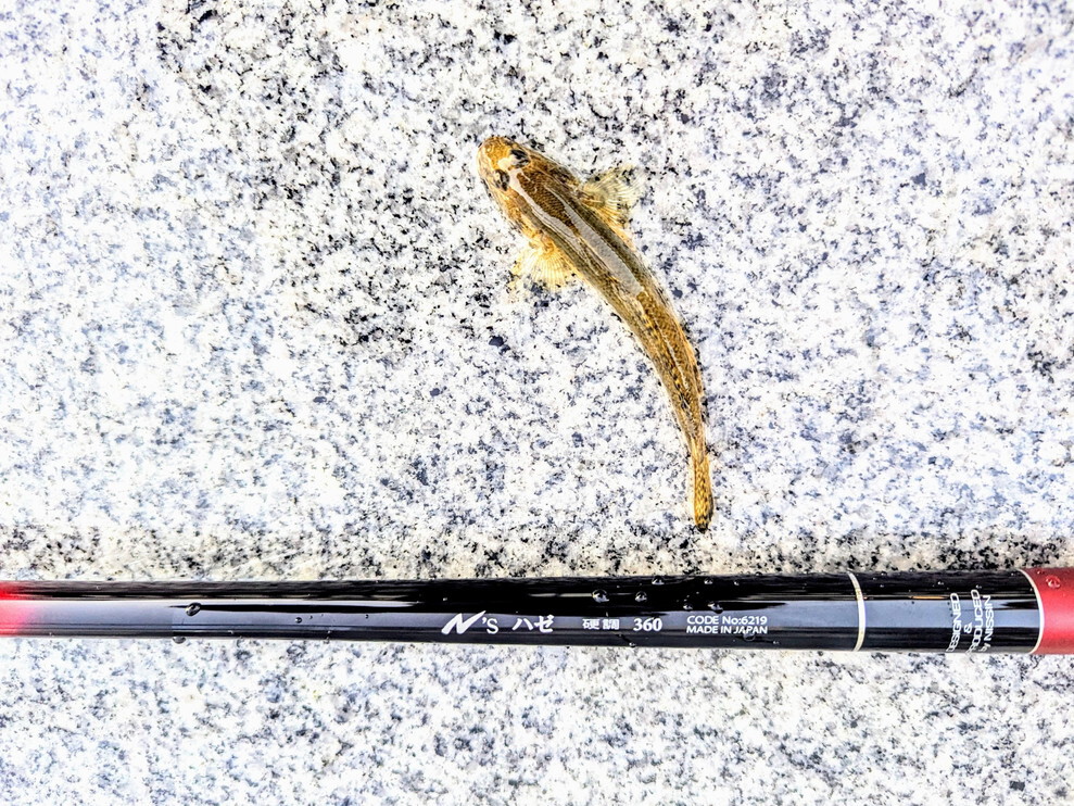 ハゼ釣り始めました。:宇崎日新 「N's ハゼ 360」のうろこ付けをしてき