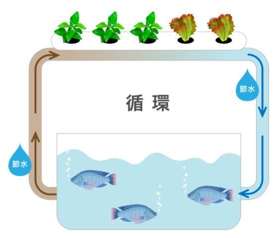 アクアポニックス (^o^)