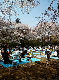春 2008/04/06 11:48:27