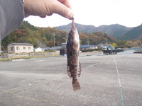 アイナメ入れ食い