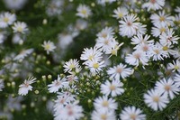 立山黒部ｱﾙﾍﾟﾝﾙｰﾄ☆Photogallery