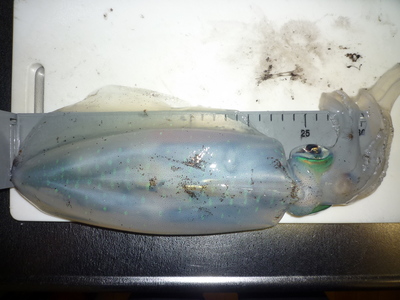 アオリイカ　24cm　zenzo