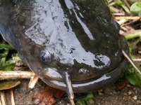 ナマズ　その２ 2006/04/11 19:44:01